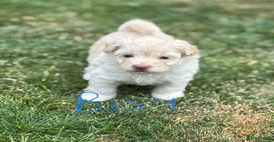 Mixed Breed dogs - Advert 4