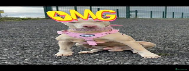 Ammo