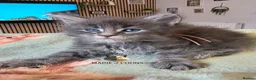Maine Coon cats for sale: Maine coon kittens - Advert 6