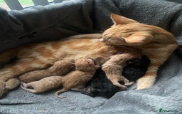 Mixed Breed cats for sale: Beautiful ginger tabby kittens - Image 7
