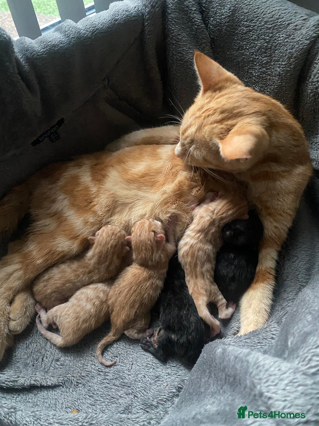 Mixed Breed cats for sale: Beautiful ginger tabby kittens - Image 7