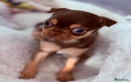 Chihuahua dogs for sale: 🐶 Tiny Chocolate & Tan Chihuahua Puppy 🐾 - Image 9