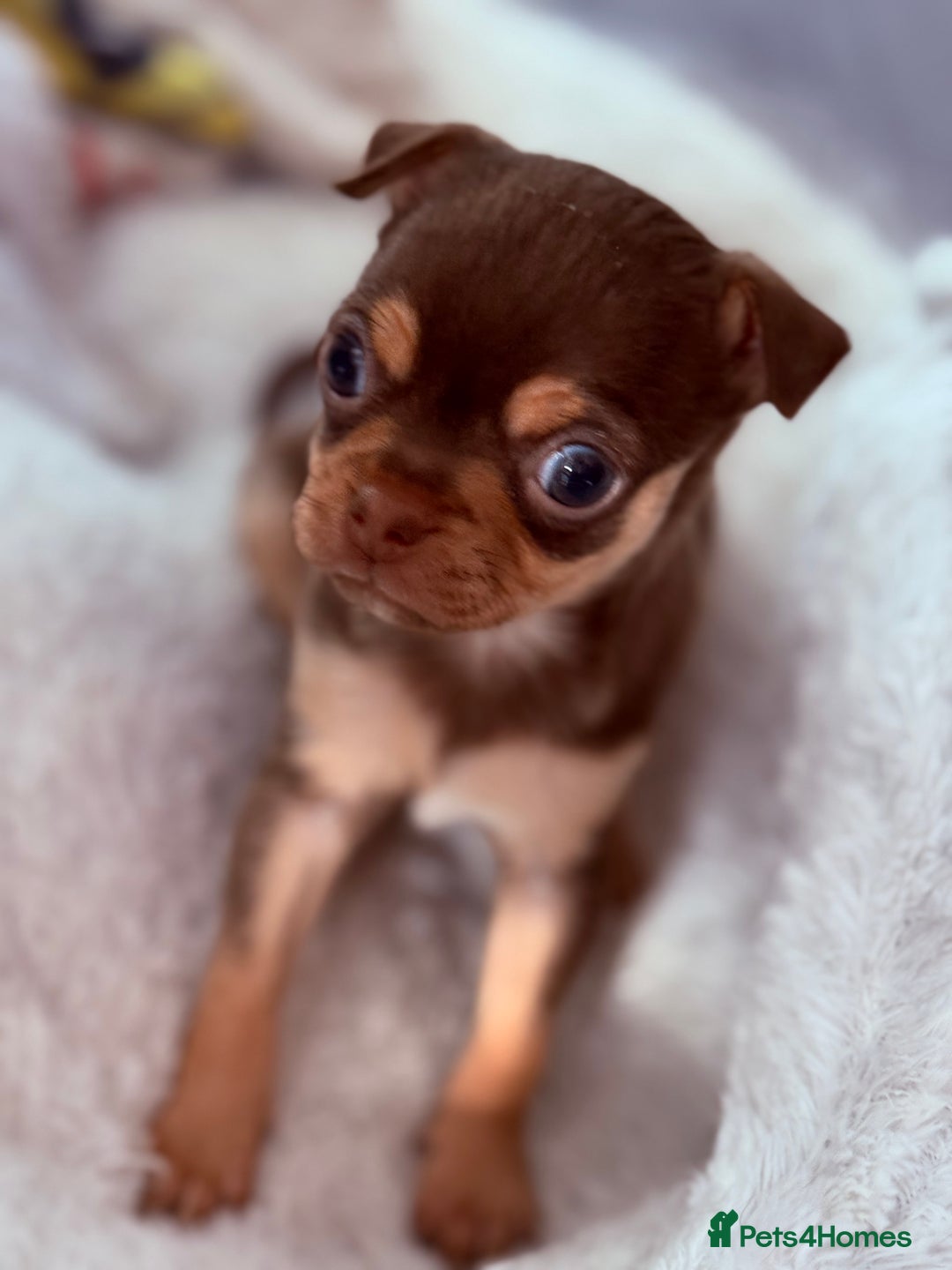Chihuahua dogs for sale: 🐶 Tiny Chocolate & Tan Chihuahua Puppy 🐾 - Image 9