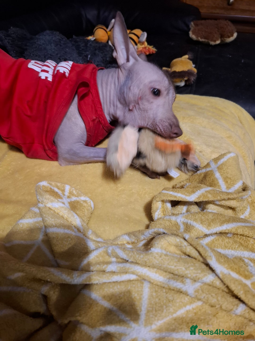 Mexican Hairless dogs for sale: Beautiful little boy 18week old - Advert 11