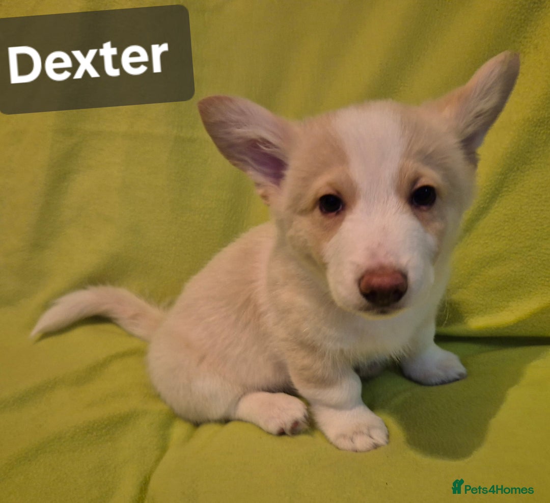 Welsh Corgi Pembroke dogs for sale: 8  Wales Pembroke Corgi puppy's - Advert 31