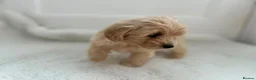 Maltipoo dogs for sale: Adorable Maltipoo Puppies  - Advert 6