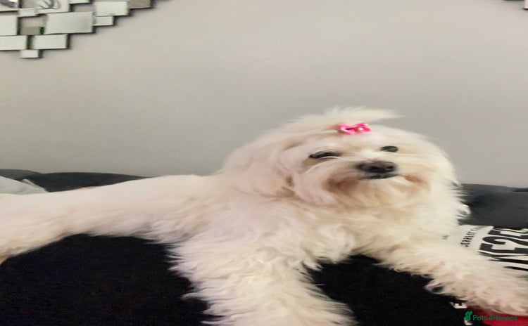 Maltese dogs - Advert 14