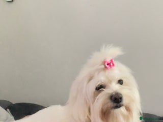 Maltese dogs for sale - Advert 1