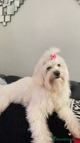 Maltese dogs - Advert 3