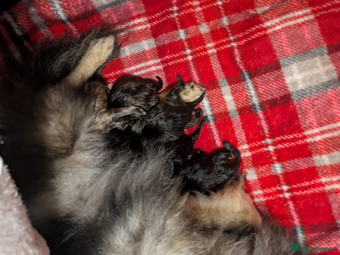 Pomeranian dogs for sale: Stunning fluffy balls  - Advert 11