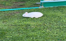 Netherland Dwarf rabbits for sale: 2 x netherland dwarfs  - Image 1