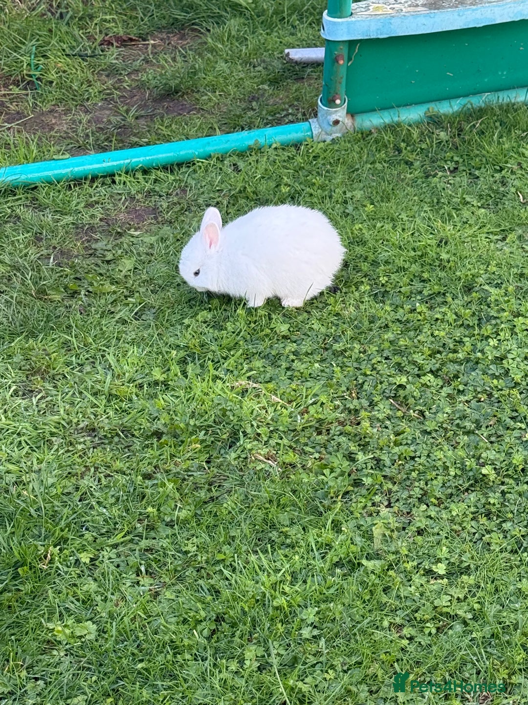 Netherland Dwarf rabbits for sale: 2 x netherland dwarfs  - Image 1