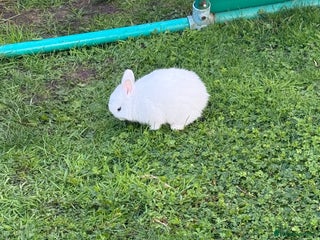 Netherland Dwarf rabbits - Advert 24