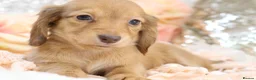 Miniature Dachshund dogs for sale: KC Longhair Miniature Dachshund Puppies - Advert 26