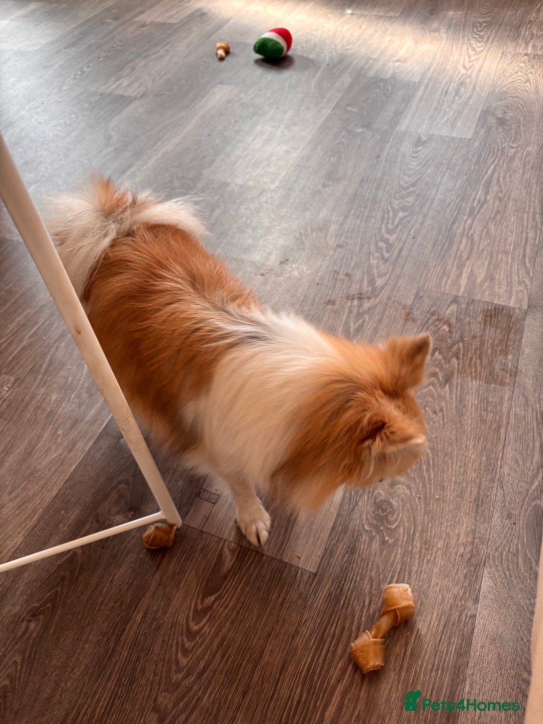 Chihuahua dogs for sale: Long haired chihuahua for sale - Image 2