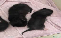 Bombay cats for sale: Black tabby kittens - Image 5