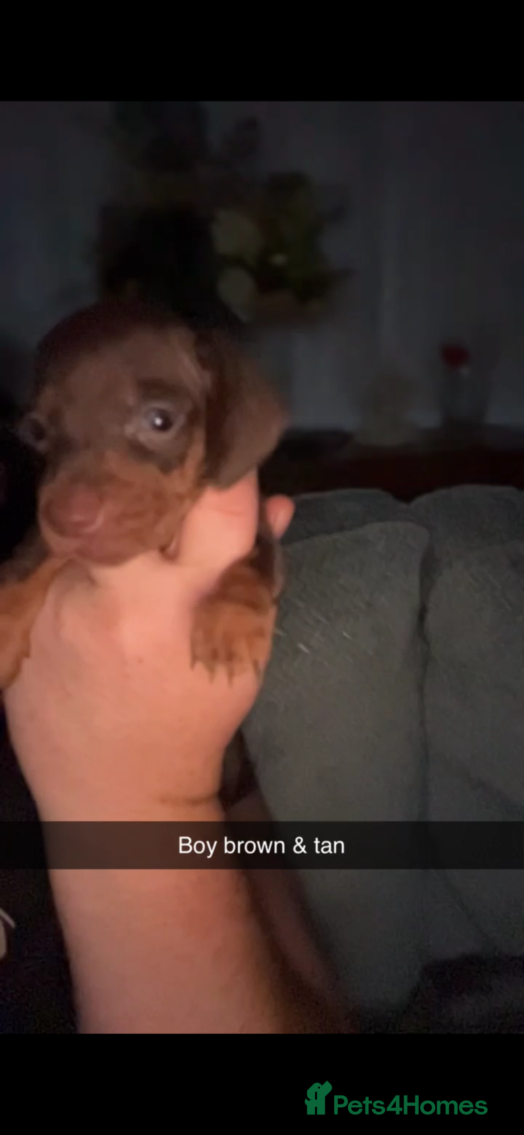 Miniature Dachshund dogs for sale: Miniature Dachshunds  - Image 12