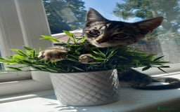 Mixed Breed cats for sale: Last female kitten! - Image 1