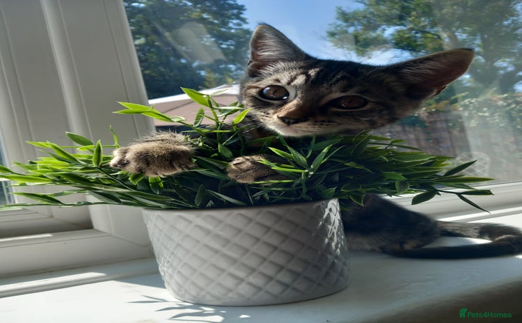 Mixed Breed cats - Advert 2