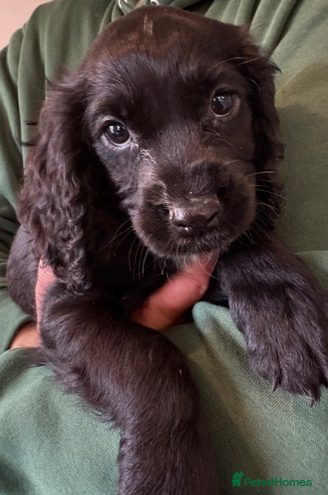 Cocker Spaniel dogs for sale: Beautiful cocker spaniel puppies  - Advert 2