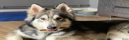 Mixed Breed dogs for sale: Beautiful Shepski girl ready to go  - Advert 9