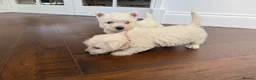 West Highland Terrier dogs for sale: Champion Bloodline, KC reg Puppies in Newark - Advert 3