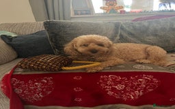 Cockapoo dogs for sale: 8 year old Miniature Cockerpoo - Lexie - Image 2