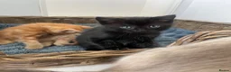 Ragdoll cats for sale: Very affectionate loving black ragdoll boy  - Advert 7