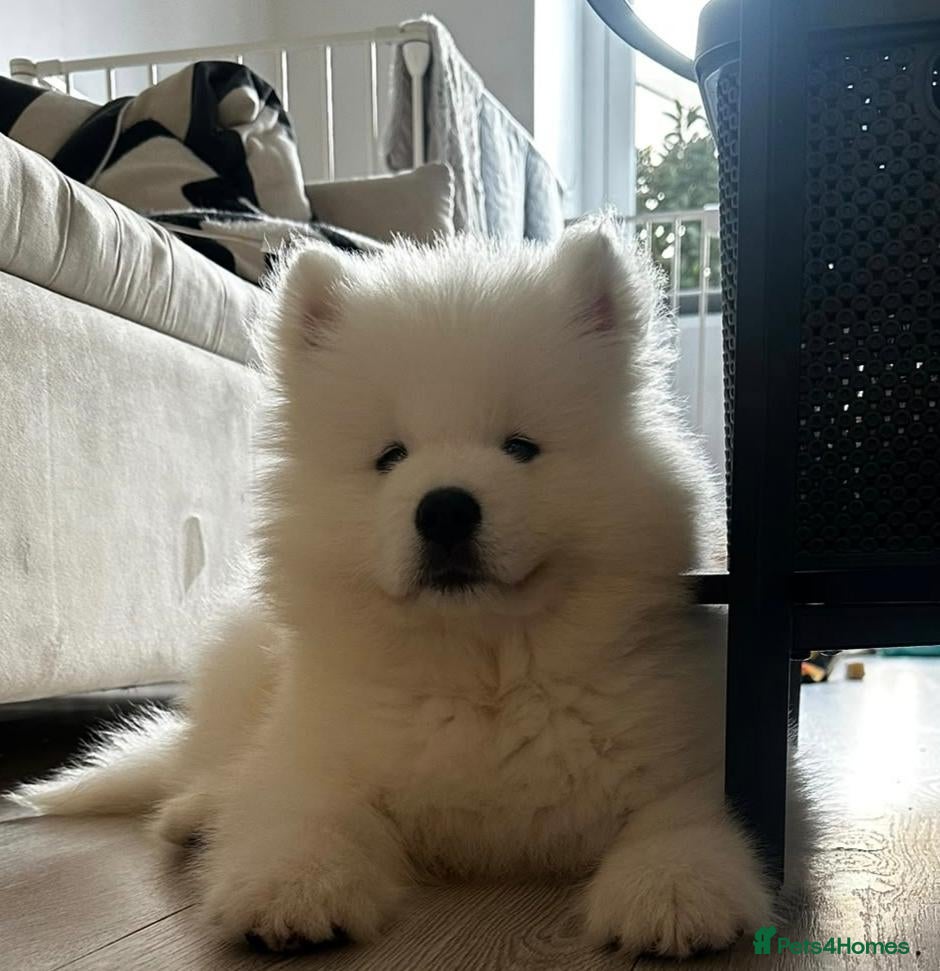 Samoyed dogs Kc reg. Pups ready to go :) - Advert 1