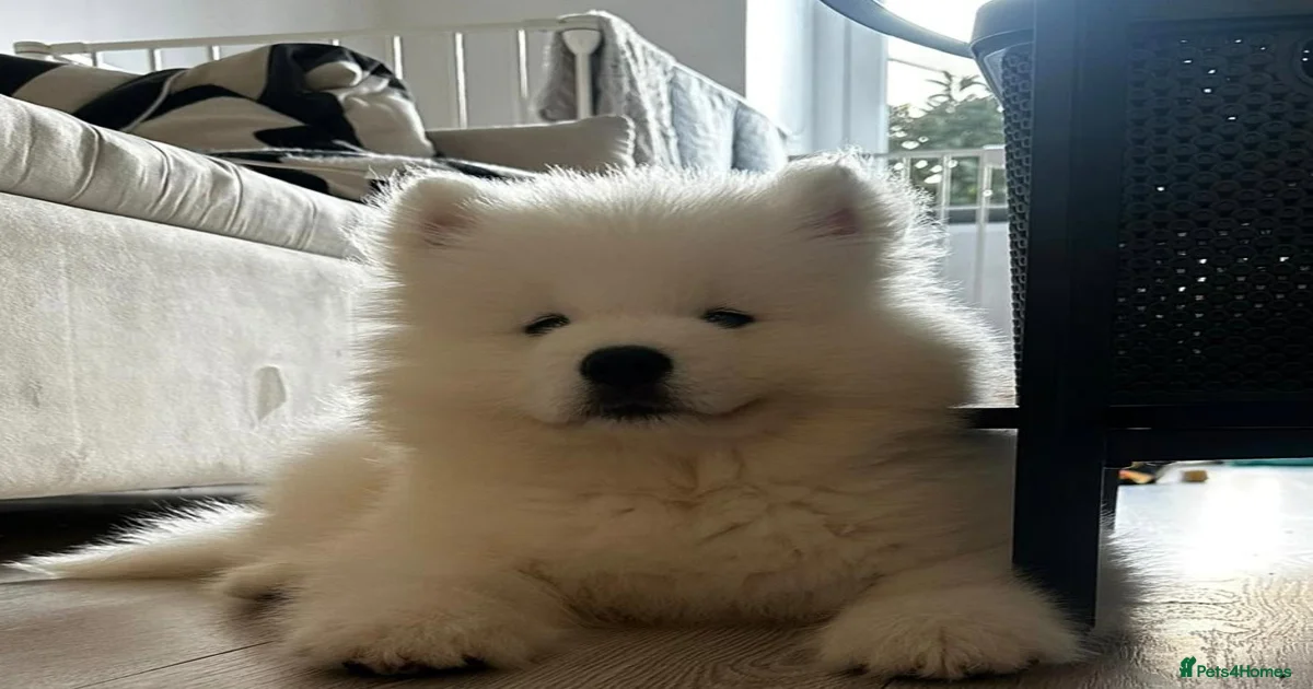 Samoyed Puppies for sale | Pets4Homes