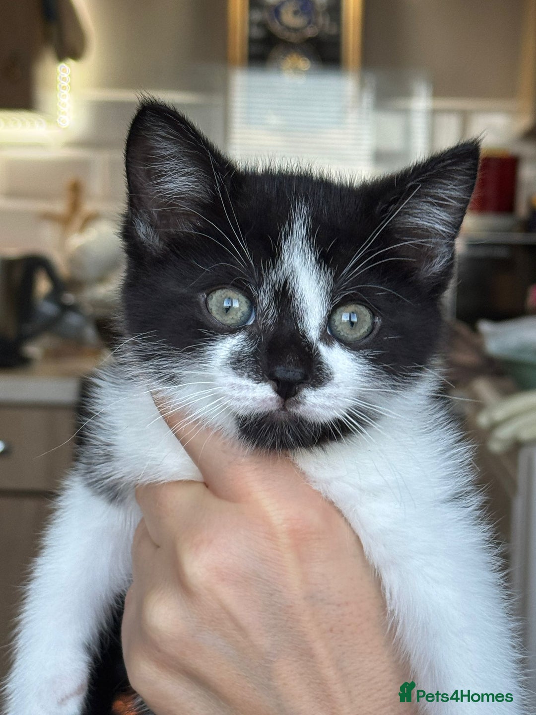 Mixed Breed cats for sale: Young kittens looking for loving homes - Advert 3