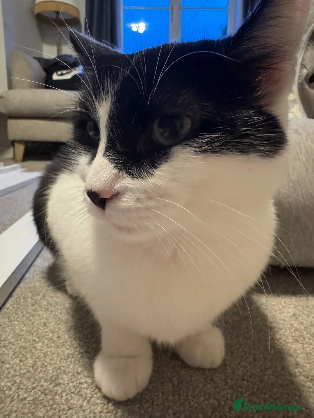 Mixed Breed cats for sale: Mum&daughter cats to go together  - Advert 7