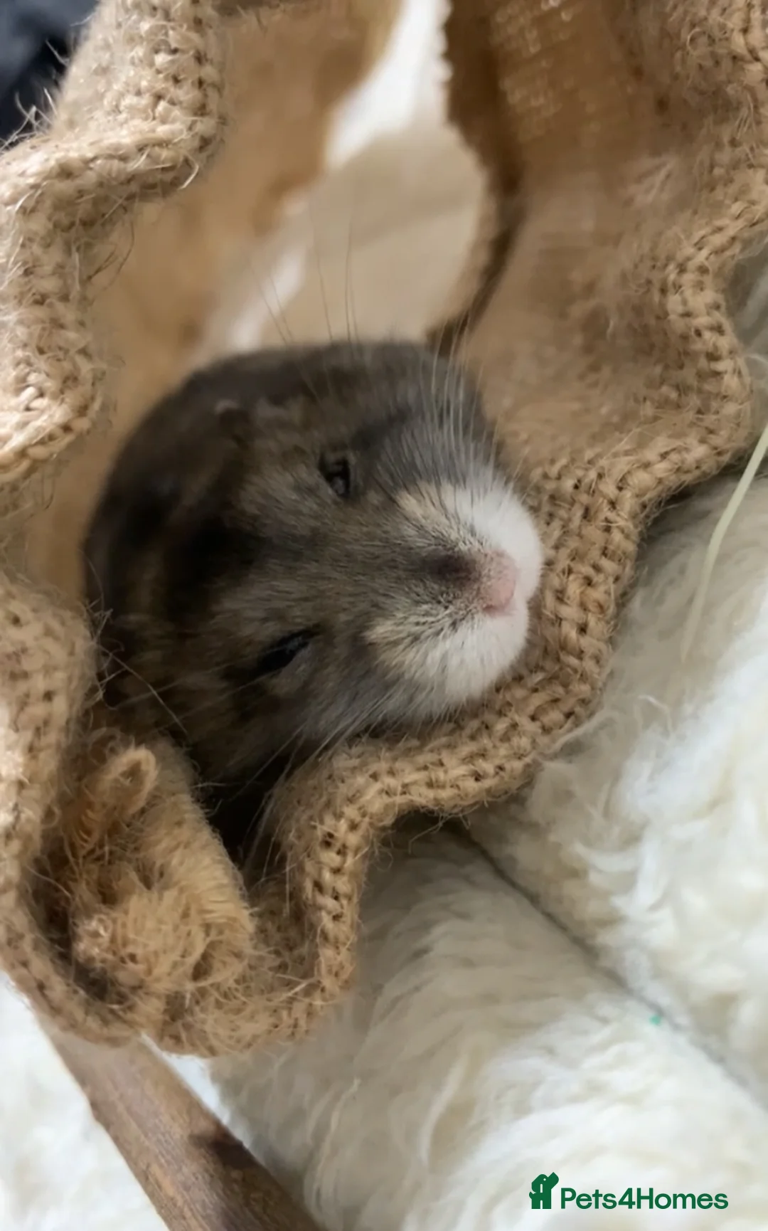 Hamster rodents for sale: Hamster For Sale! - Advert 3