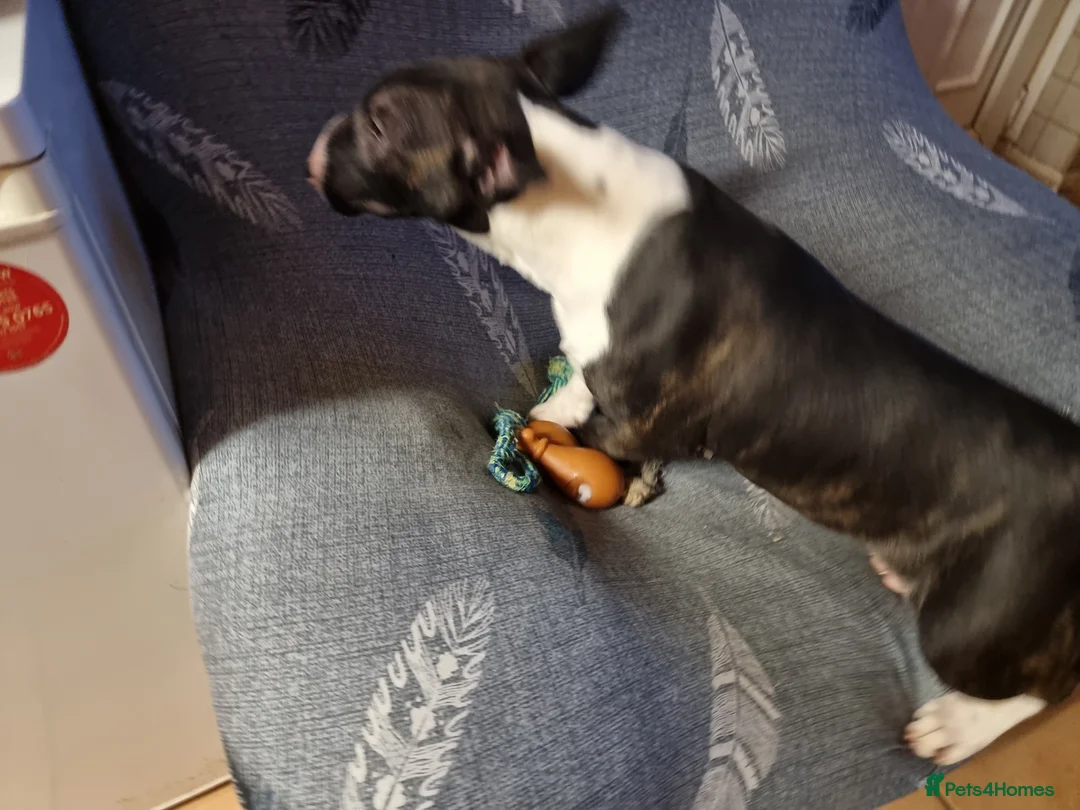 Bull Terrier dogs for sale: Bullterrier pup  - Advert 5