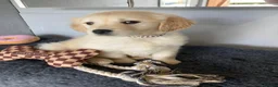 Golden Retriever dogs for sale: Golden retriever  in Romford - Advert 23