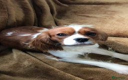 Cavalier King Charles Spaniel dogs for sale: Gorgeous Cavalier King Charles Spaniel Puppies - Image 13