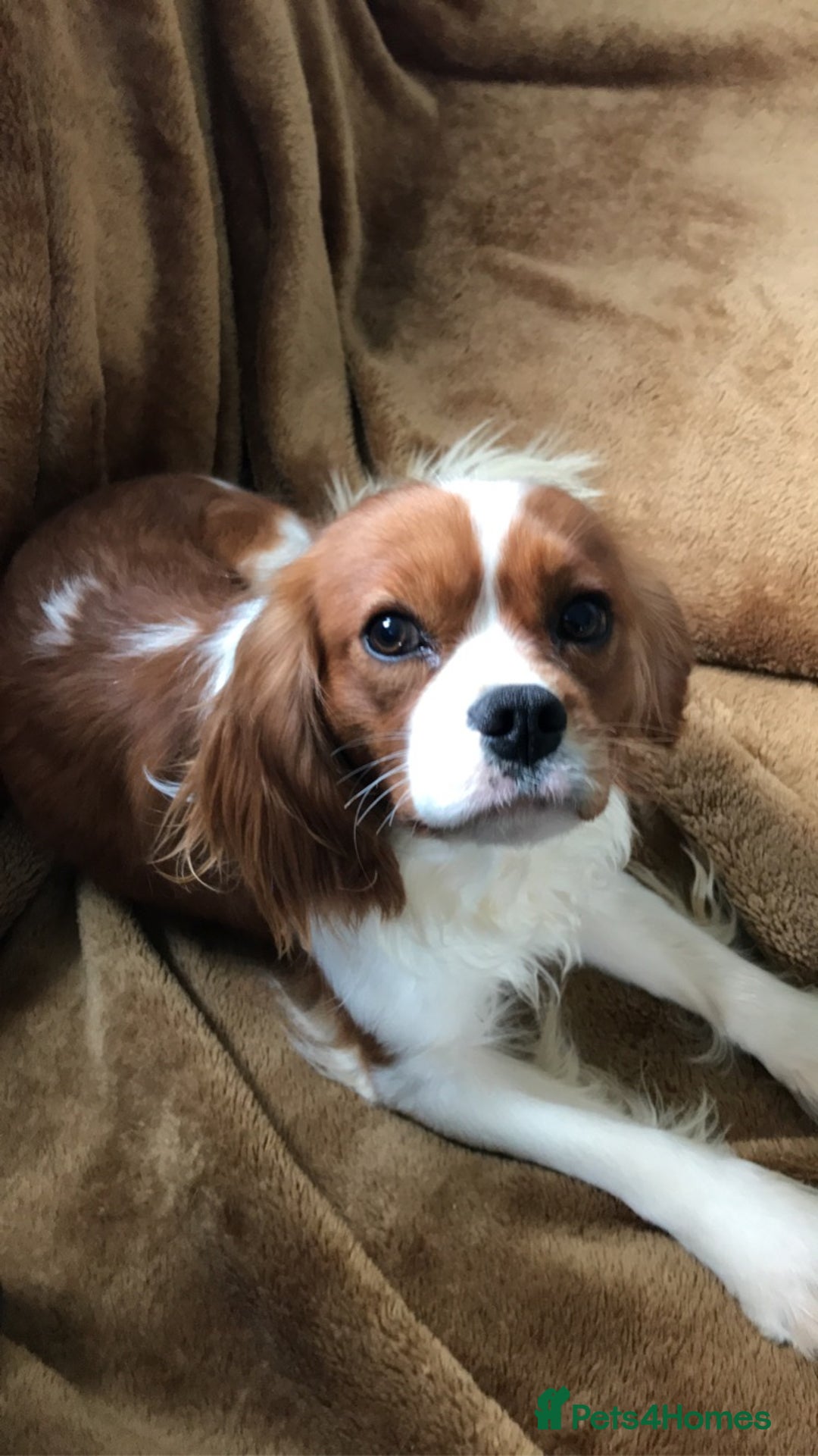 Cavalier King Charles Spaniel dogs for sale: Gorgeous Cavalier King Charles Spaniel Puppies - Image 13