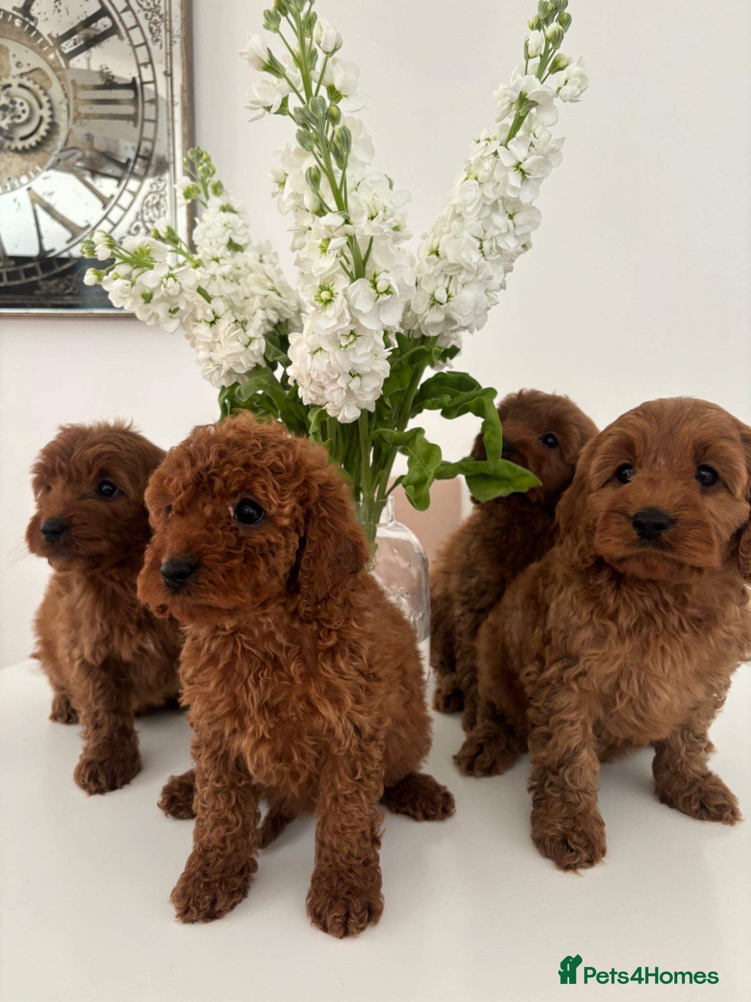 Cavapoo dogs for sale: F1 fox red CAVAPOO puppies  - Advert 1