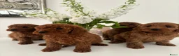 Cavapoo dogs for sale: F1 fox red CAVAPOO puppies  - Advert 6