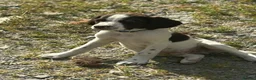 Sprollie dogs for sale: Gorgeous Sprollie puppies - Advert 19