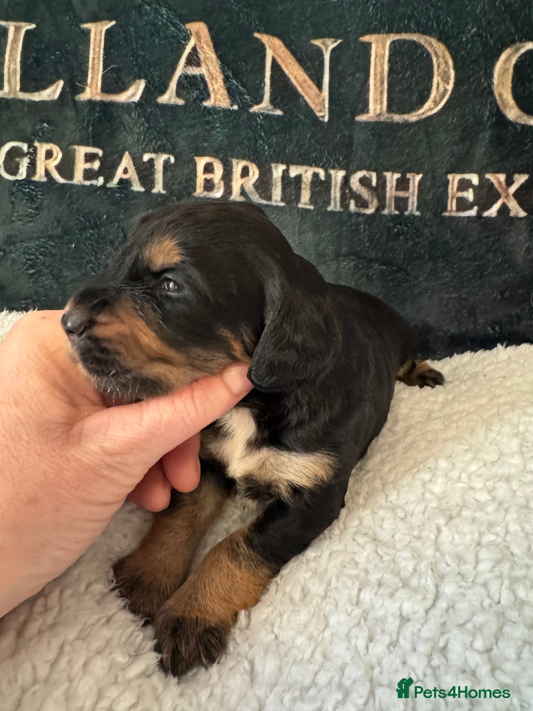 Cocker Spaniel dogs for sale: A gorgeous litter of WCS - Advert 12