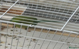 Parrots birds for sale: Green neck baby Parrot - Image 2