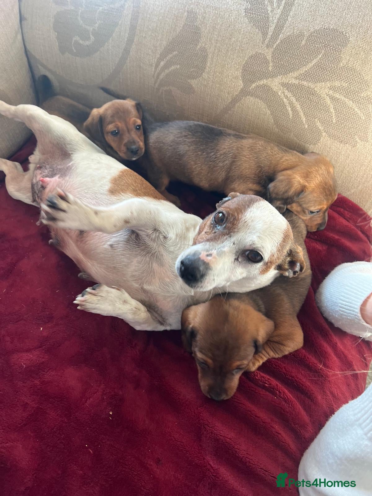 Mixed Breed dogs Jackshund puppies for sale !  - Advert 12