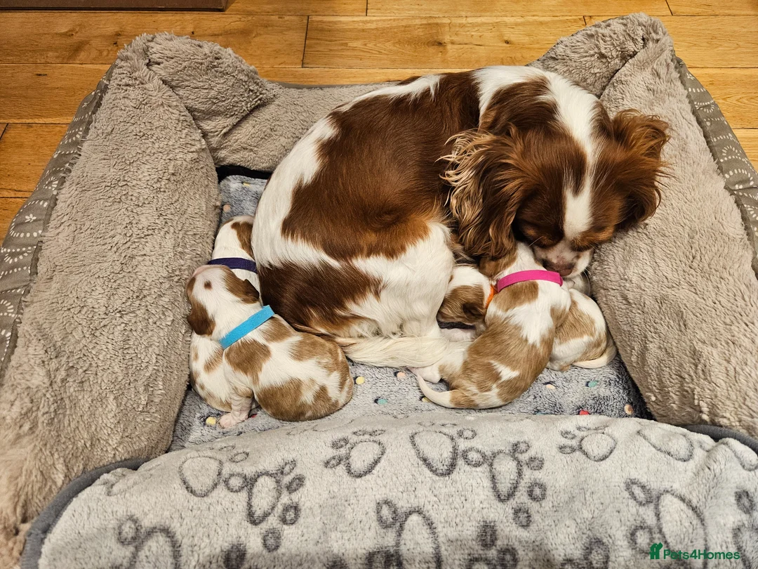 Cavalier King Charles Spaniel dogs for sale: *** 2 LEFT *** KC Calvalier King Charles Spaniel  - Advert 1