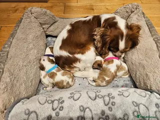 Cavalier King Charles Spaniel dogs *** 2 LEFT *** KC Calvalier King Charles Spaniel - Advert 2