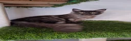 Maine Coon cats for sale: Tica register Maine Coon kittens  - Advert 1