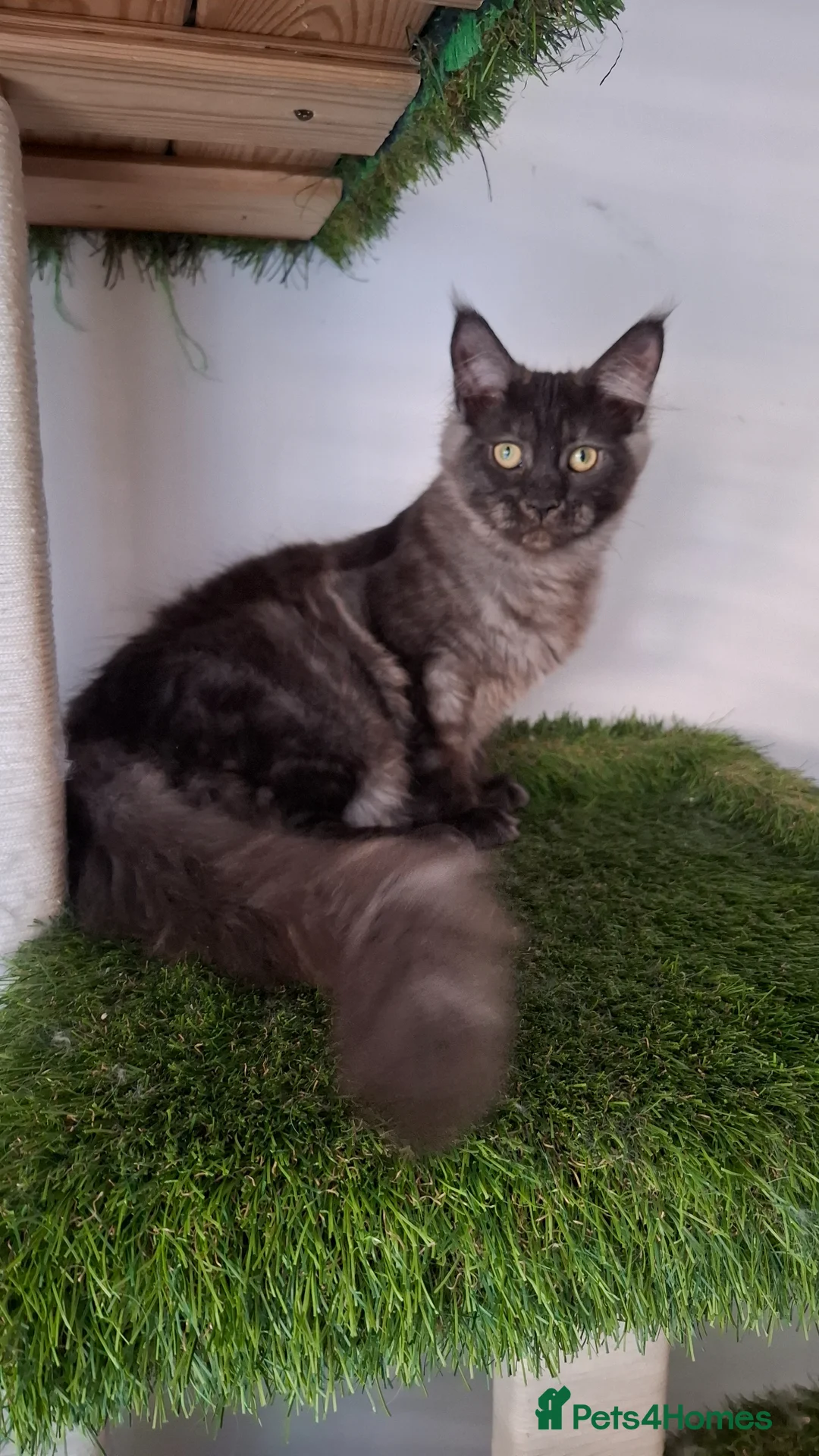 Maine Coon cats for sale: Tica register Maine Coon kittens  - Advert 1