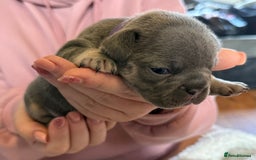 French Bulldog dogs for sale: French bulldog puppies  - Image 9