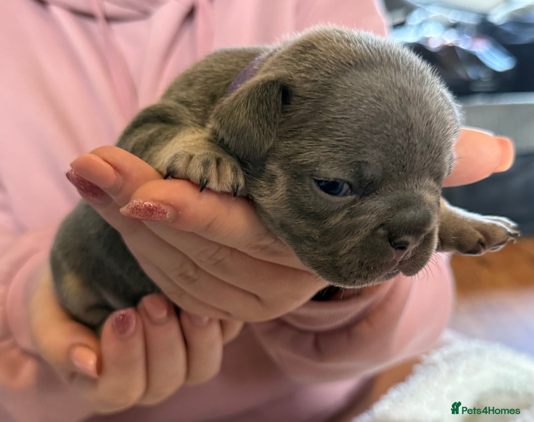 French Bulldog dogs for sale: French bulldog puppies  - Image 9