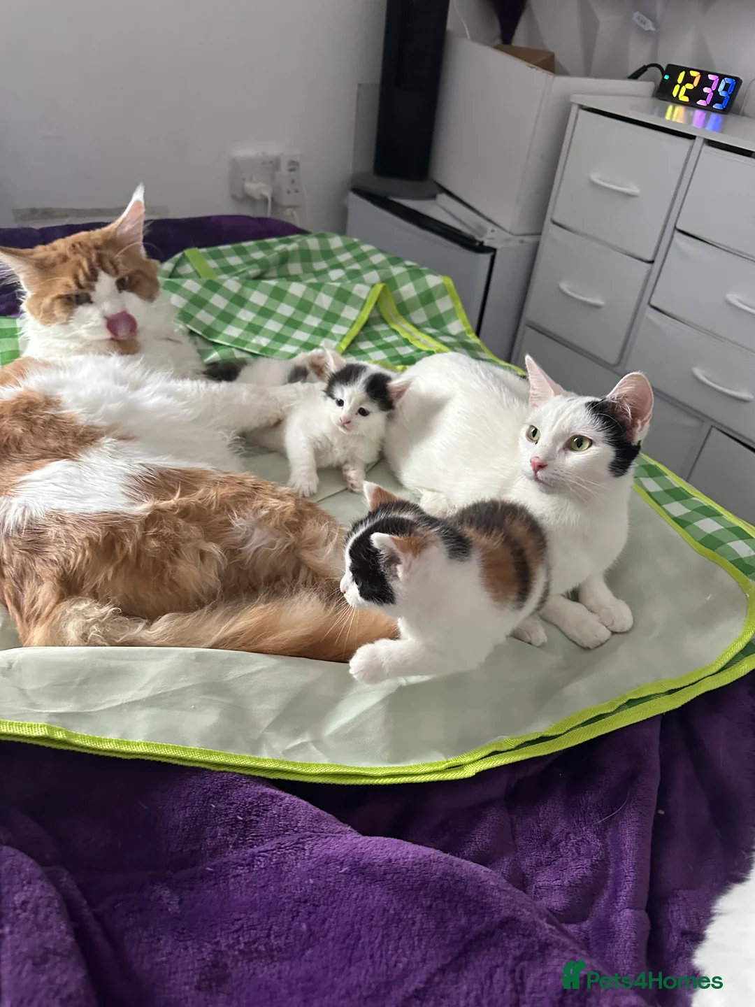 Maine Coon cats for sale: Maine coon mix kitten in Mansfield - Advert 2